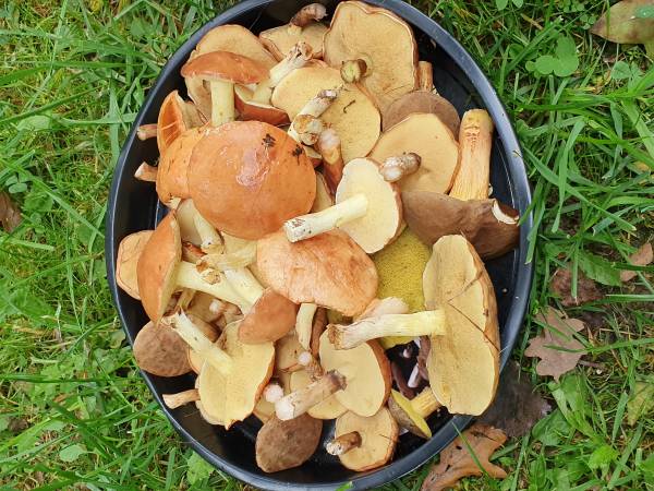 jesienne grzybobranie