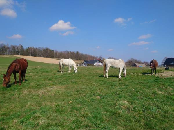 Słoneczna Czechówka