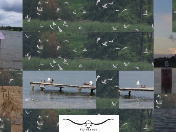  Tło dla Mew