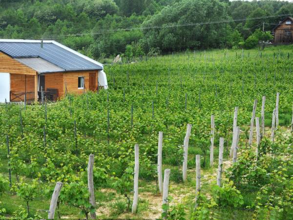 Agroturystyka i Winnica Granice