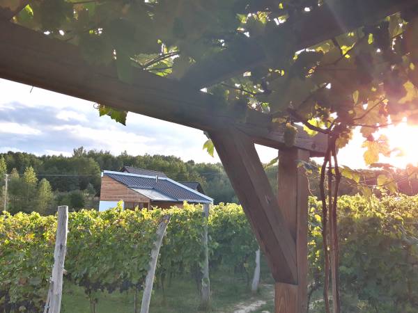 Agroturystyka i Winnica Granice