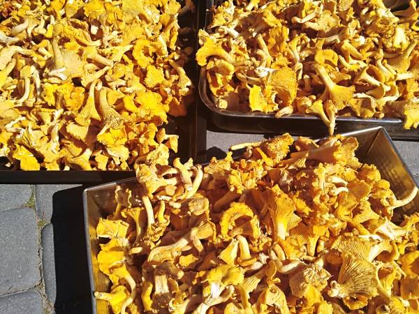 Agroturystyka nad Jeziorem Białym