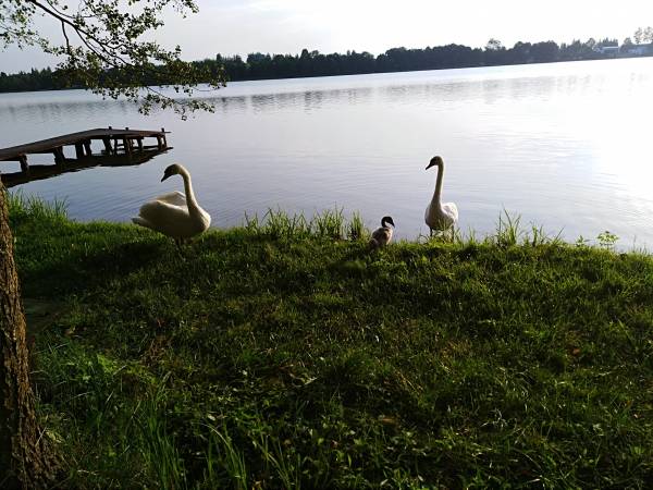 Agroturystyka nad Jeziorem Białym