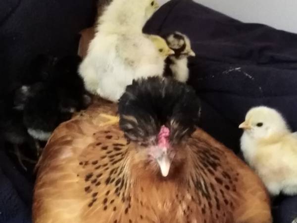 Agroturystyka nad Jeziorem Białym