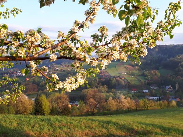 Domki na górze widokowej Plisz