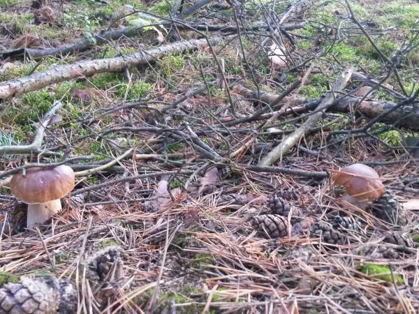 Dębowa Ostoja - domki agroturystyczne nad stawem