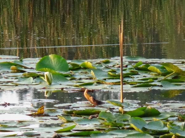 Dębowa Ostoja - domki agroturystyczne nad stawem