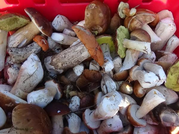 Dębowa Ostoja - domki agroturystyczne nad stawem