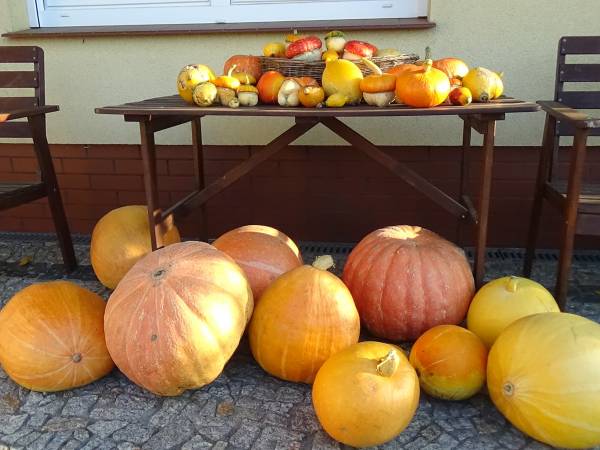 Dębowa Ostoja - domki agroturystyczne nad stawem
