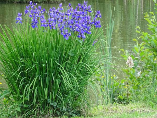 Dębowa Ostoja - domki agroturystyczne nad stawem