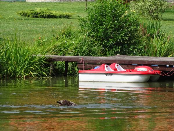 Dębowa Ostoja - domki agroturystyczne nad stawem