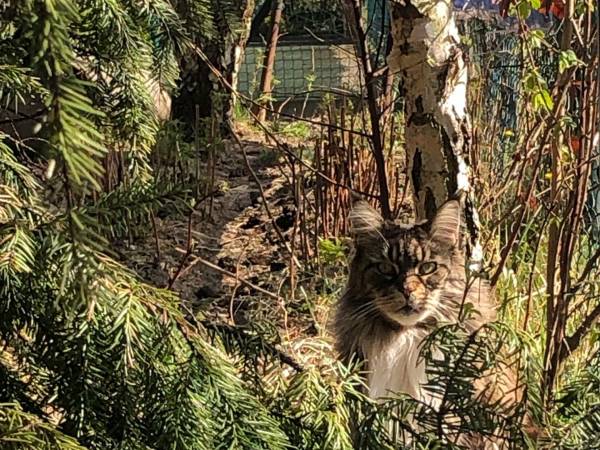 Flamandia & Willa Leśna