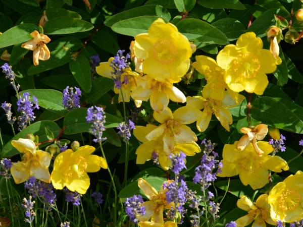 Kompleks Wypoczynkowy Sedna