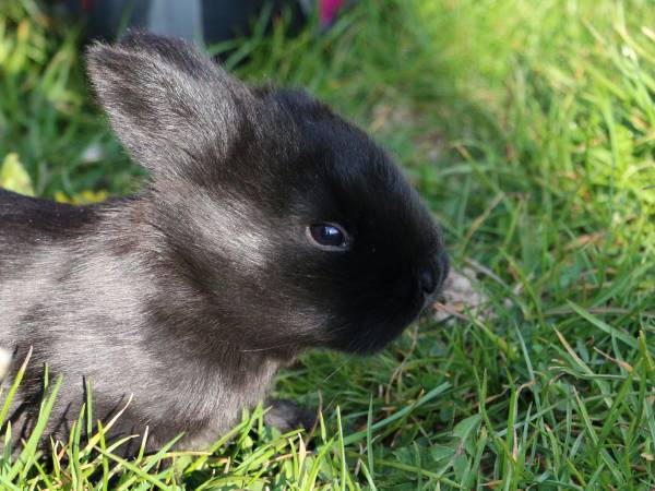 zagroda z królikami