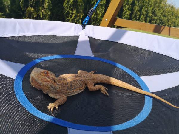 Ralf - agama brodata - czasem wychodzi na spacer