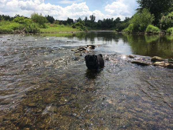 Flamandia & Willa Leśna