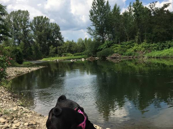 Flamandia & Willa Leśna