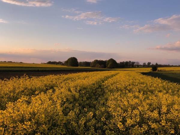 Flamandia & Willa Leśna