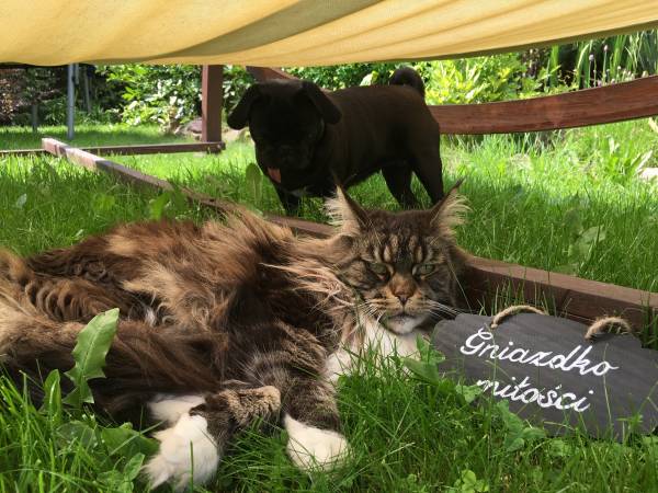 Flamandia Nasze Pupile