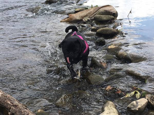 Flamandia rzeka Soła