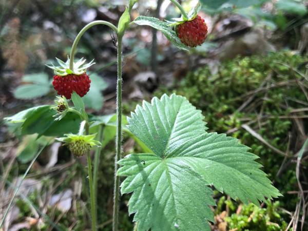 Ośrodek Wypoczynkowy Gieret