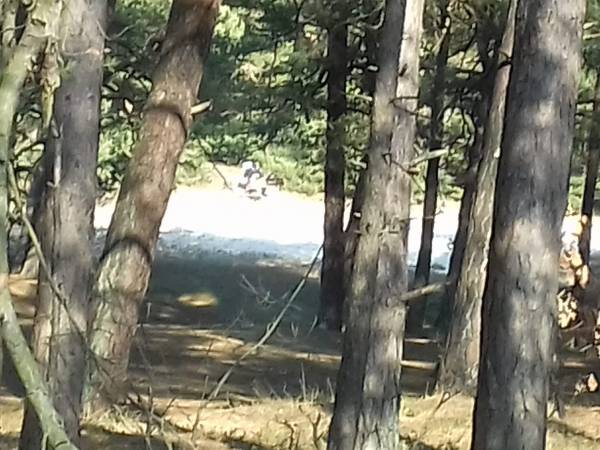 sąsiedztwo lasku sosnowego