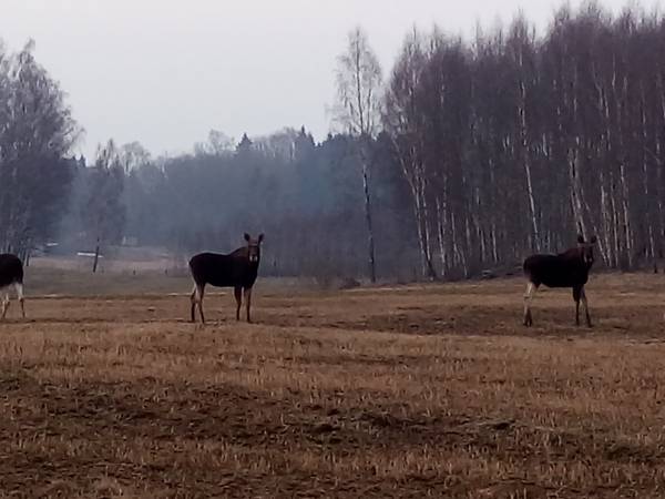 Agroturystyka Zacisze