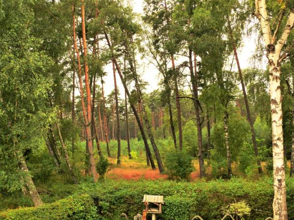 Pokój A - Widok z balkonu na las