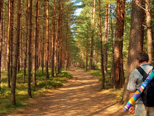 Droga na plażę przez sosnowy las