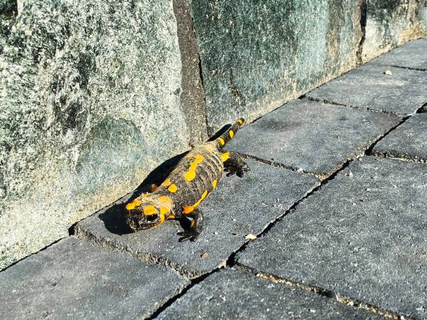 Pensjonat Bajka Salamandra