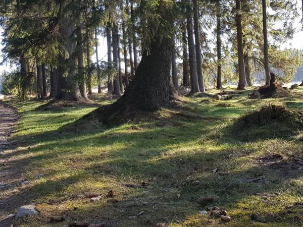 Piekne lasy w Lasówce