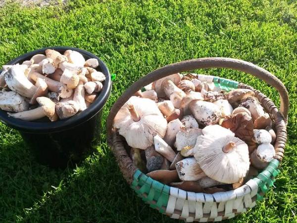 Hmm taki tam mały wypad na grzybki;)