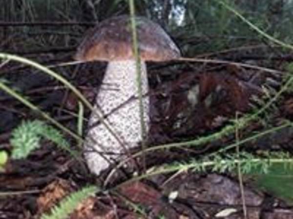 Podlaskie Gospodarstwo Agroturystyczne na Tatarskim Szlaku 