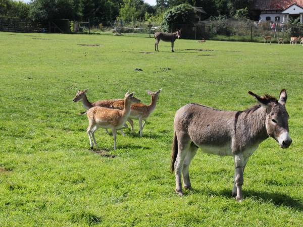 Park zwierząt w Kadzidłowie
