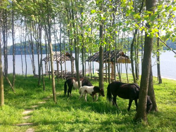 nasze kucyki - przystań Tawerna Vito