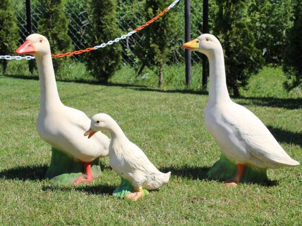 Pokoje gościnne Albatros