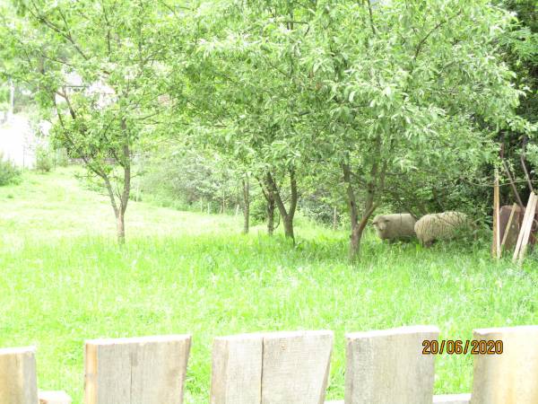 baranki w naszym ogrodzie