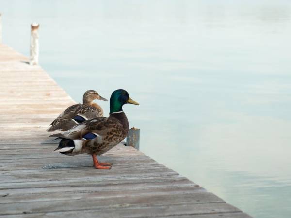 Kapitanka apartamenty