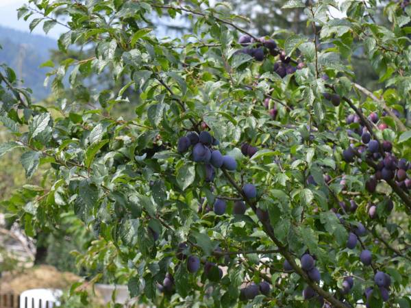 Agroturystyka SKAŁKA