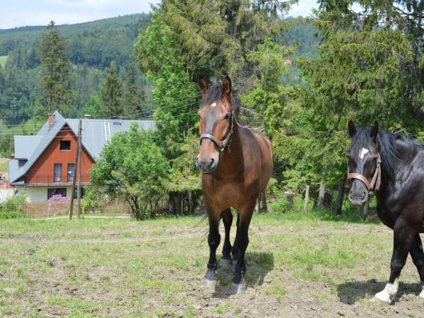 Agroturystyka SKAŁKA