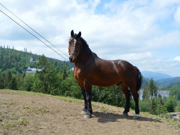 Agroturystyka SKAŁKA