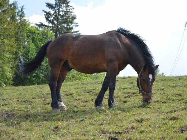 Agroturystyka SKAŁKA