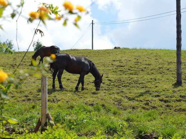 Agroturystyka SKAŁKA