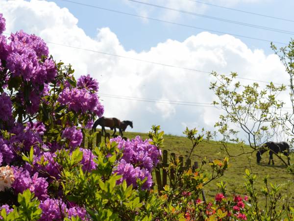 Agroturystyka SKAŁKA