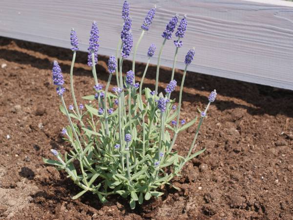 Antracytowy Zakątek 