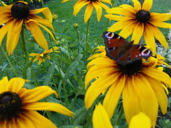 Pokoje pod Czyrną przy Gondoli