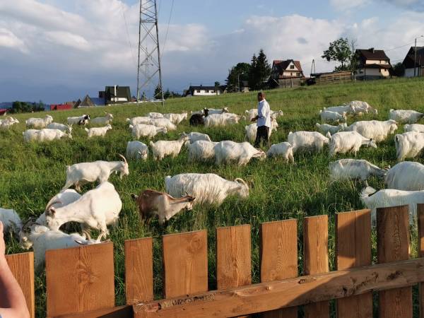 Częsty widok naszych kóz wypasających łąkę