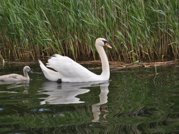 Pokoje Nad Jeziorem - bogate zaplecze rekreacyjne na Mazurach