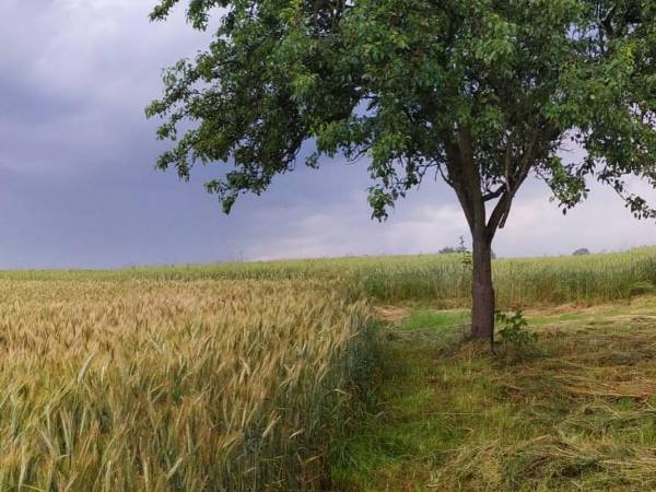 grusza na miedzy za domem