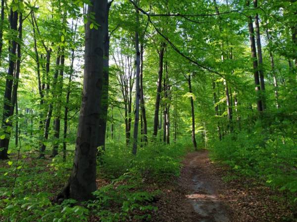 Bukowiec - las po sasiedzku